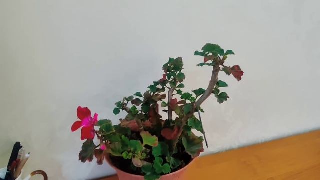 Укрываем чеснок .Двойная польза.Канев смотреть онлайн