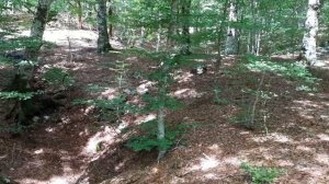 Шале и розы в горах Италии. Лесное форно,  пица в горах, прогулка по лесу.