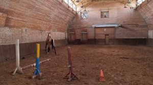 Продажа Ахалтекинских лошадей Sale of Akhal-Teke horses https://akhaltekellc.com