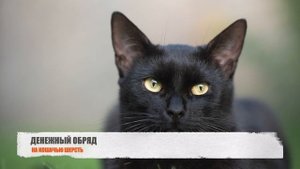 ПРОСТОЙ ДЕНЕЖНИЙ ОБРЯД НА КОШАЧЬЮ ШЕРСТЬ