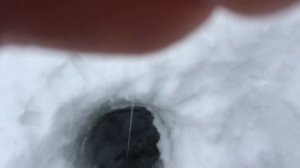 Поимка форели на поставушку с амортизатором . РК Фишка Липки.