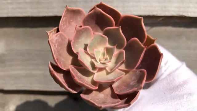 Echeveria Monchouchou (r) смотреть онлайн