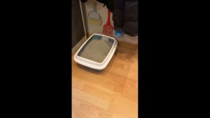 КОТЫ ПИСАЮТ МИМО ГОРШКА! РЕШЕНИЕ НАЙДЕНО!