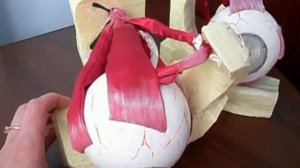 Глазные мышцы, движение глазных мышц