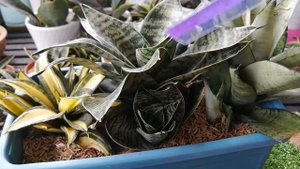 Review 3 Sansevieria, Silver, Gilt Edge, Solid Gold,