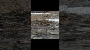 VID_20240228_135528.mp4