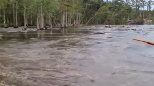 ГИГАНТСКИЙ СОМ АМАЗОНКИ