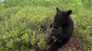 Медвежонку муравьи наподдавали.