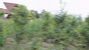 Персик "Онтарио"