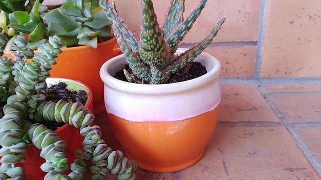 Кактусы и суккуленты. Горшки и яркие кашпо для цветов.Цветотерапия.Цветы антидепрессанты.