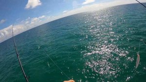 SNOOK, JACK CREVALLE and BARRACUDA!!! Miami Florida Pier Fishing!!!