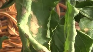 Лучшие сорта томатов для выращивания в теплице