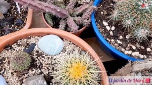 Te muestro mi pequeña colección de cactus 🌵🌵|El jardín de Mary🌺