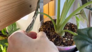 Алоказии. Обзор, уход.