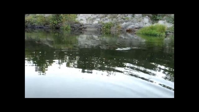 Река Хопёр ловля на спиннинг голавль смотреть онлайн