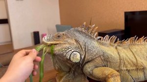 Panther Luna meets a live dragon😱🐆/Venza brought a new friend to visit