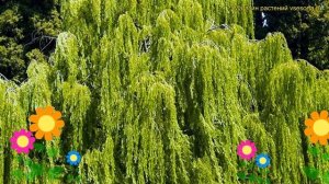 Ива обыкновенный Водопад. Краткий обзор, описание характеристик, где купить саженцы salix alba