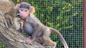 ЛЮСЯ ДОСТАЛА НОСУХУ НА ДЕРЕВЕ, а потом все дружно пошли есть кашу