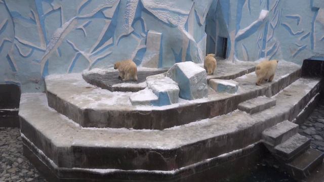 Медвежата не испугались водопада. 03.12.2023 смотреть онлайн