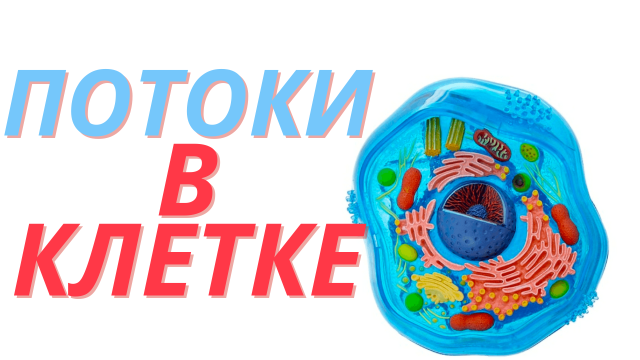 Потоки информации, энергии и вещества в клетке. Экзамен Биология