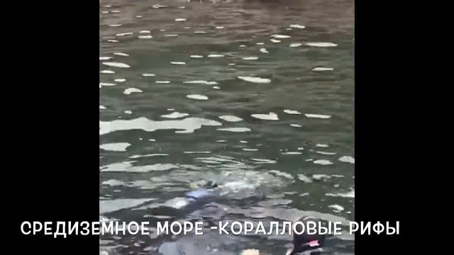 Дамир - Амалия погружение с аквалангом - Diving смотреть онлайн