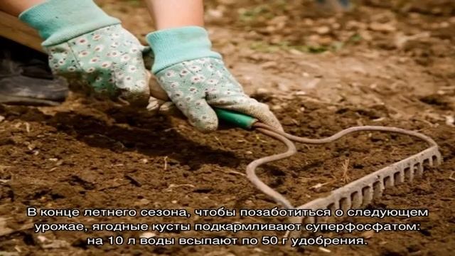 Неприхотливая клубника сорта Фестивальная на дачной грядке