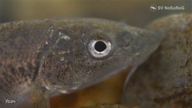 Рыба Усач смотреть онлайн