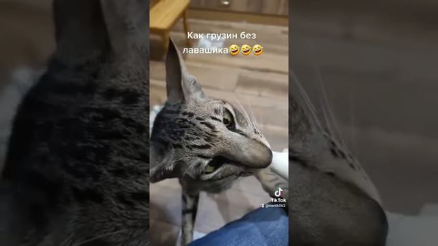 Ориентальный кот Миша смотреть онлайн