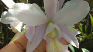 Dicas de Cultivo - Cattleya Nobilior , Primeira Floração Veja Que Linda