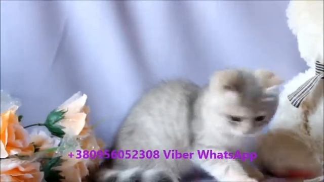 Голубое золото ay 11 male смотреть онлайн