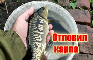 Выловил карпа осенью в своём пруду