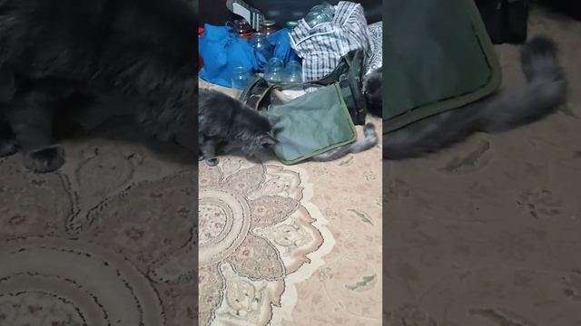 Без нас в этом доме ничего не происходит,мы везде свои носики суём? смотреть онлайн