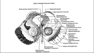 АНАТОМИЯ ЭКЗАМЕН #СРЕДНИЙ МОЗГ
