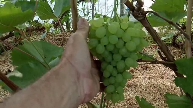 Кишмиш Русбол август в Ленинградской области смотреть онлайн