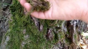 Лесной мох  для содержания гигантских улиток ахатин (аchatina ) и архахатин