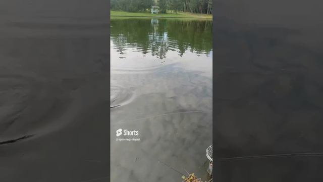 Belarusian Area Trout League