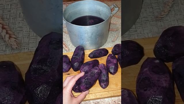 Фиолетовая картошка. Сорт Solanum rybini purple. Часть 1.