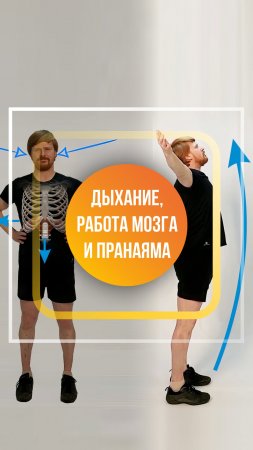 Как дыхание связано с работой головного мозга?