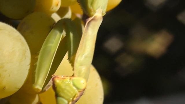 БОГОМОЛ ОБЫКНОВЕННЫЙ / MANTIS RELIGIOSA