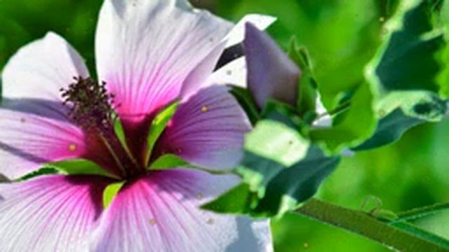 10 часов расслабляющей музыки - Музыка для сна, Фортепианная музыка для снятия стресса смотреть онлайн