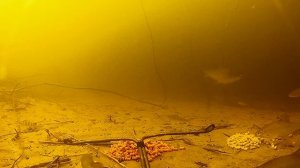 Реакция рыбы на АКТИВАТОР КЛЁВА из FIX price. Подводная съёмка.