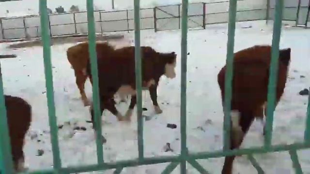 Бычки герефордской породы