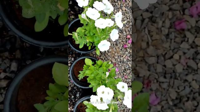 Petunia ? #flowers #kerala #youtubeshorts #orchid #youtube #petunia #flower #plants #viral