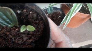 See how I successfully propagated Peperomia Caperata "Rosso" from 1 tiny leaf!