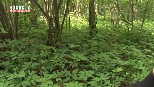 Ельниковская Роща смотреть онлайн