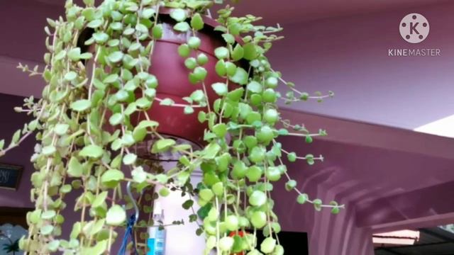7 types of hanging plants / 7 തരം hanging plants