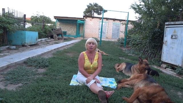 Собаку надо понимать. Советы начинающим собаководам.