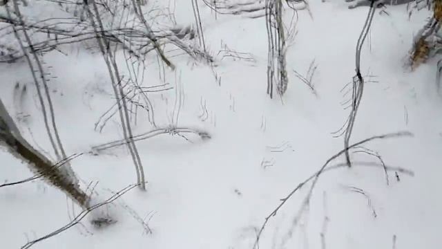 ПОХОД В ЛЕС С ЛАЙКОЙ#2//СЛЕДЫ РЫСИ//ДОБЫЛИ ЕНОТОВИДНУЮ СОБАКУ//КАТКИ ОТ 55-КИ,, смотреть онлайн