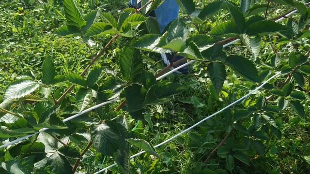 И снова ежевика. Краткий обзор сортов , как они себя показывают. смотреть онлайн