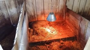 Вьетнамские вислобрюхие свиньи: первый опорос, роддом/ Vietnamese pigs